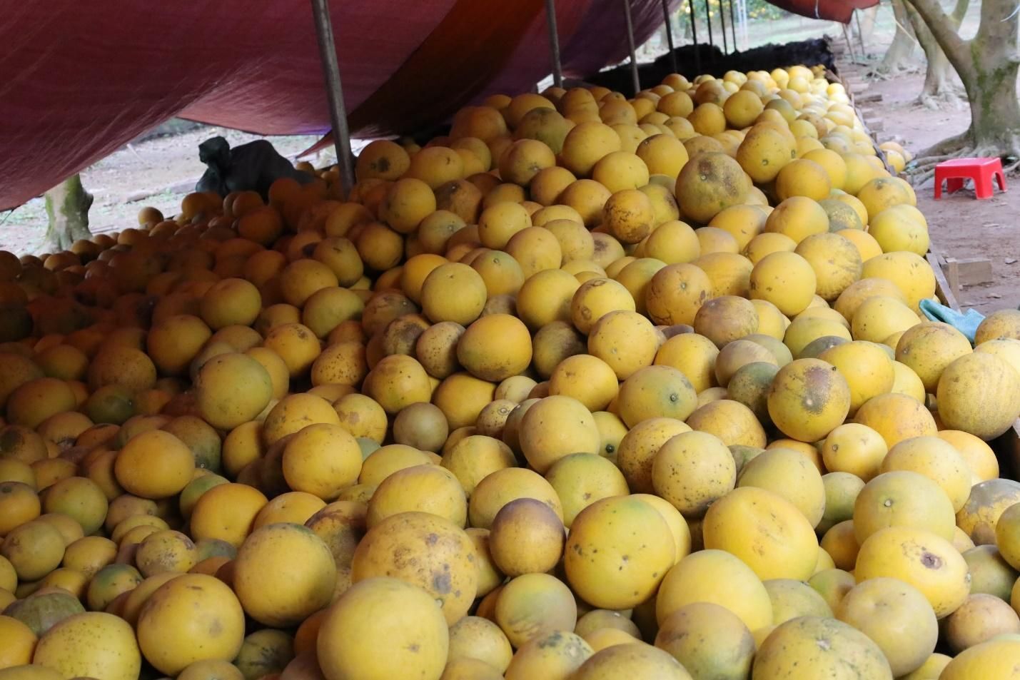 Bưởi Hà Nội