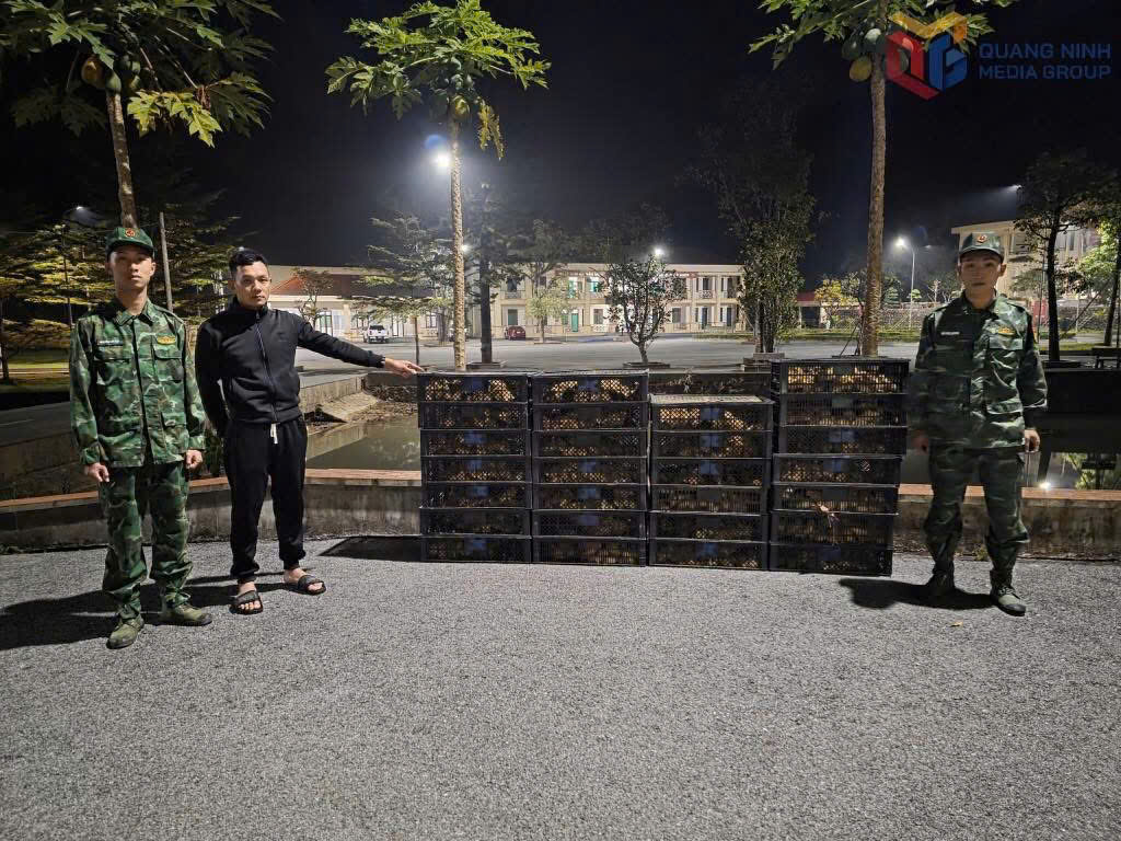 Bắt giữ một đối tượng vận chuyển trái phép hơn 3.200 con vịt giống vào ngày 2/12.