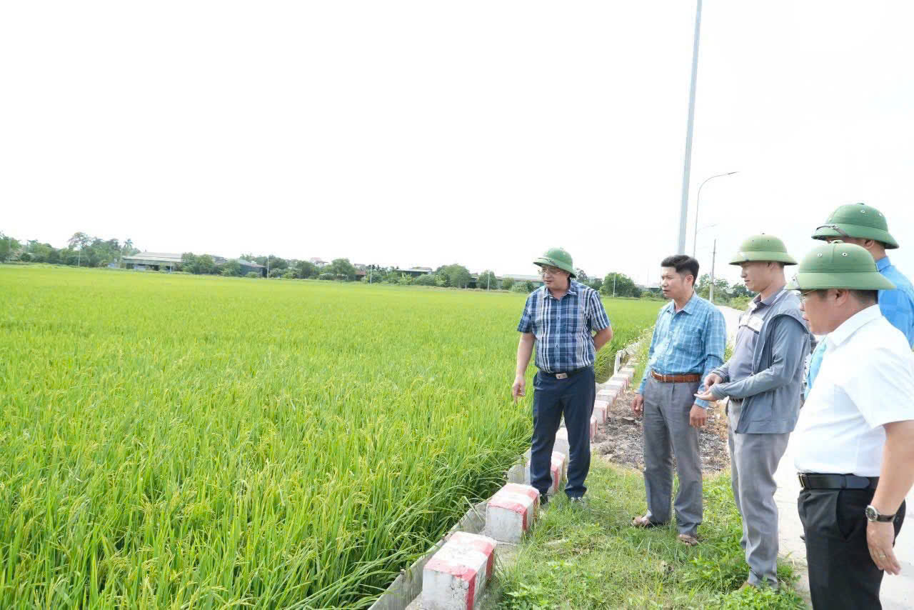 Đồng chí Vũ Văn Hữu – Phó Bí thư Đảng ủy, Chủ tịch UBND xã Chuyên Mỹ cùng lãnh đạo Phòng Kinh tế, Văn phòng HĐND-UBND xã trực tiếp kiểm tra đồng ruộng.