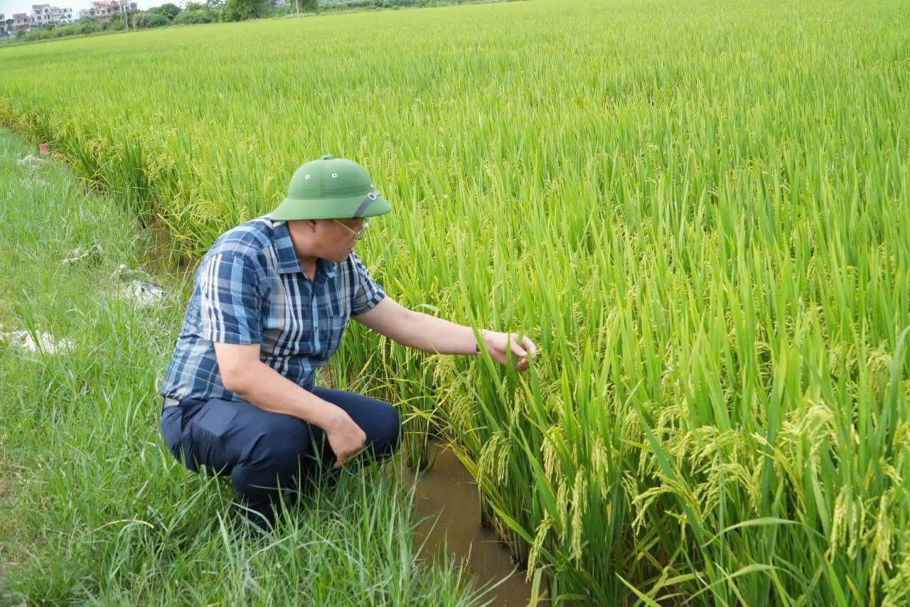 Đồng chí Vũ Văn Hữu kiểm tra đừng cây lúa và ghi nhận tinh thần chủ động của các hợp tác xã, cán bộ chuyên môn và nông dân trong việc bám sát đồng ruộng. 