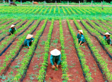 Tác phẩm Chăm sóc vườn ươm của tác giả Nguyễn Văn Phúc (Thị xã Bình Long, tỉnh Bình Phước) đạt giải nhì