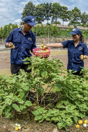 Tác phẩm Cho bữa cơm thêm xanh của tác giả Nguyễn Thái An (tỉnh Bà Rịa – Vũng Tàu) đạt giải ba