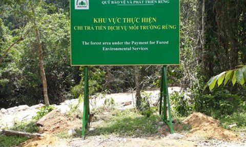 Nhiều công ty lâm nghiệp trục lợi tiền từ dịch vụ môi trường rừng