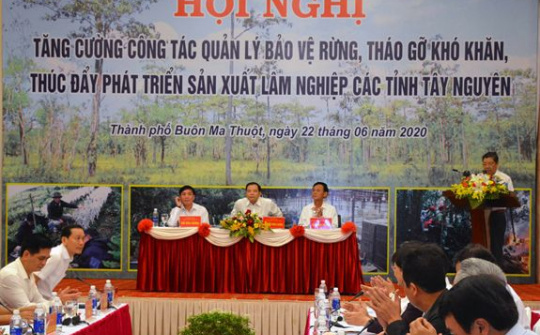 Tình trạng phá rừng ở các tỉnh khu vực Tây Nguyên vẫn diễn biến phức tạp