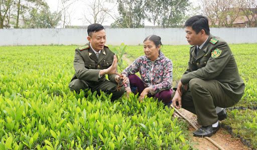 Xây dựng Nghị định về quản lý giống cây trồng lâm nghiệp