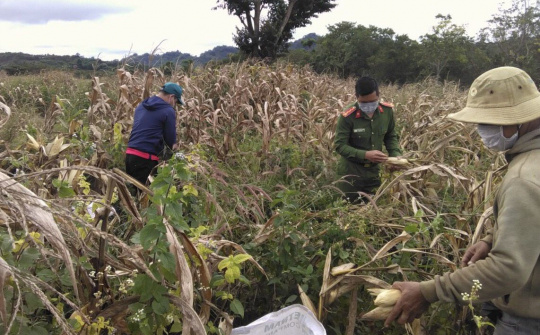 Đắk Nông: Công an huyện Krông Nô giúp dân thu hoạch hoa màu giữa vùng dịch