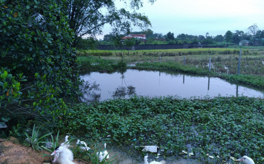 Phổ Yên - Thái Nguyên:  Đòi lại đất sau 23 năm sử dụng trong trường hợp này có đúng lý hợp tình ?