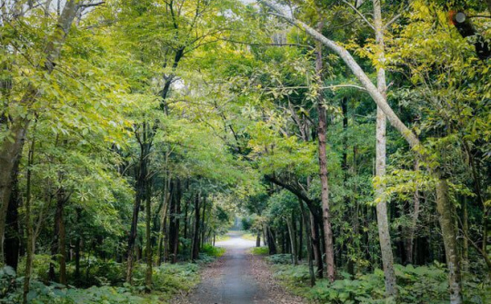 Gia Lai: Quản lý, phát triển rừng một cách hiệu quả, bền vững