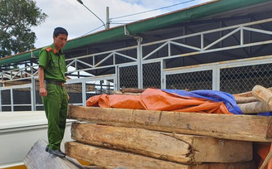 Đắk Lắk: Rừng Pơ Mu tiếp tục bị khai thác trái phép ngay đầu xuân