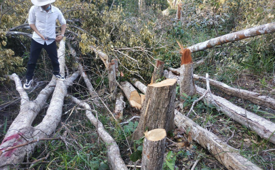 Đắk Lắk: Rừng tự nhiên lại khóc