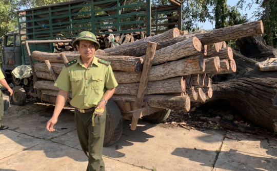 Ea Súp(Đắk Lắk): Tiến hành điều tra, xử lý các vụ khai thác vận chuyển lâm sản trái phép