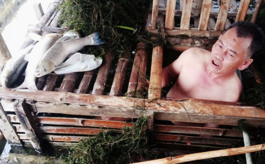 Bá Thước: Cá lại chết bất thường hàng loạt trên dòng sông Mã