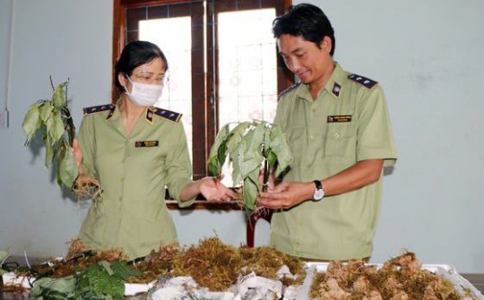 Kon Tum: Phát hiện bắt giữ vụ vận chuyển sâm Ngọc Linh giả ngay tại "thủ phủ" sâm thật