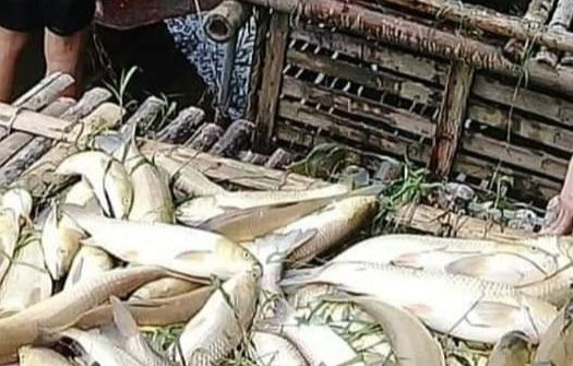 Thanh Hóa: Cần sớm làm rõ nguyên nhân cá chết bất thường tại Bá Thước có phải do xả thải?