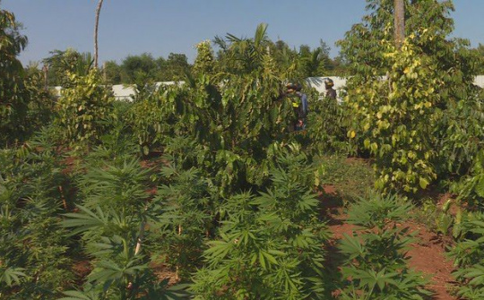 Đắk Lắk: Phát hiện đường dây trồng và tiêu thụ cây cần sa quy mô lớn