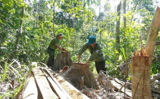 Phú Yên: Khởi tố 5 cán bộ liên quan vụ phá rừng quy mô lớn 
