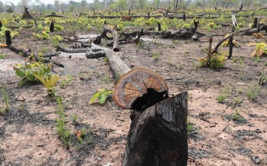 Đảm bảo tính thống nhất trong quy định xử lý vi phạm về lâm nghiệp, thú y, chăn nuôi