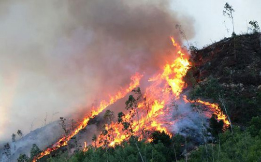 Tổng cục Lâm nghiệp cảnh báo 16 địa phương có nguy cơ cháy rừng cao