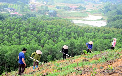 Chính sách hỗ trợ trồng rừng sản xuất và phát triển lâm sản ngoài gỗ
