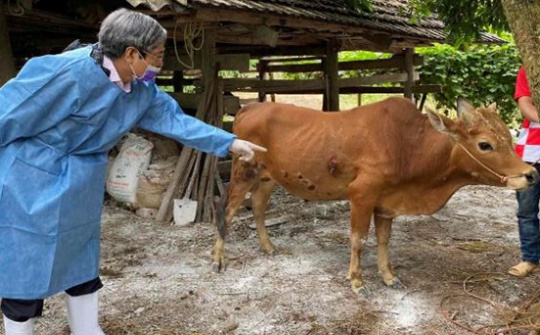 Quyết liệt, đồng bộ các giải pháp kiểm soát phòng, chống bệnh Viêm da nổi cục trên trâu, bò