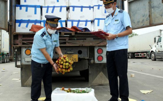 Thực hiện "luồng xanh" đối với quả vải xuất khẩu qua biên giới