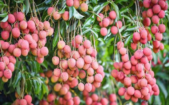 Thủ tướng Chính phủ yêu cầu Bộ Công Thương kịp thời tháo gỡ khó khăn tiêu thụ nông sản cho Bắc Giang