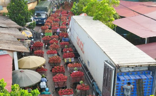 Cho phép ưu tiên lưu thông đối với các phương tiện vận chuyển vải thiều từ tỉnh Bắc Giang