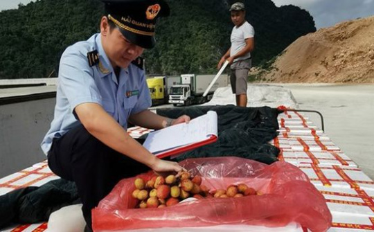 Bảo đảm mọi hoạt động giao dịch giữa công chức hải quan và doanh nghiệp, 'giải phóng' hàng nông sản nhanh