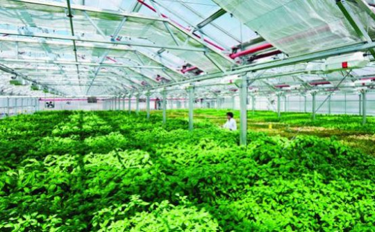 Sắp xếp, đổi mới và phát triển, nâng cao hiệu quả hoạt động của công ty nông, lâm nghiệp