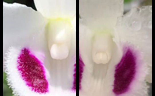 Bí quyết giúp người chơi lan nhận biết thật, giả