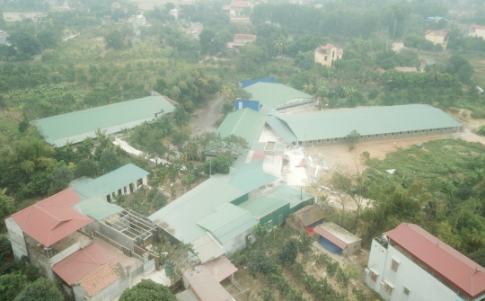 Phúc Yên (Vĩnh Phúc): Có buông lỏng quản lý để trại lợn không phép hoạt động gây ô nhiễm môi trường?