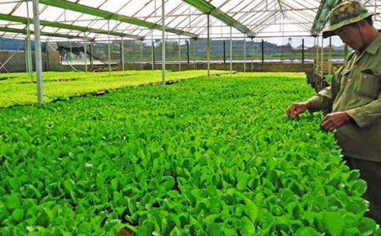 Bảo hộ quyền đối với giống cây trồng