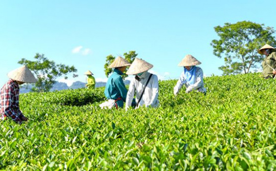 Phê duyệt Kế hoạch phát triển kinh tế tập thể, hợp tác xã giai đoạn 2021-2025