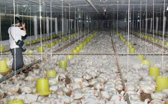 Quy định mức thu một số khoản phí, lệ phí trong lĩnh vực thú y