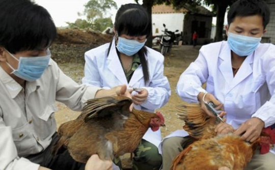 Công điện khẩn về phòng, chống bệnh cúm gia cầm A/H5N8 và các chủng virus cúm gia cầm thể độc lực cao