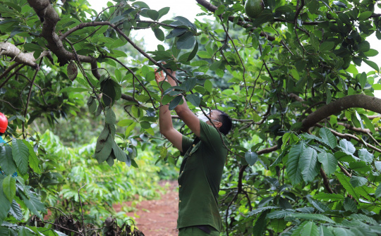 Nông dân quyên góp cả vườn nông sản hàng trăm triệu đồng cho lực lượng phòng, chống dịch