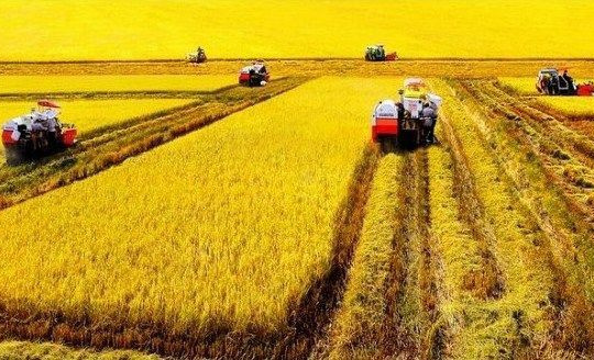 Không đổi thành tích xuất khẩu lấy rủi ro cho nông dân
