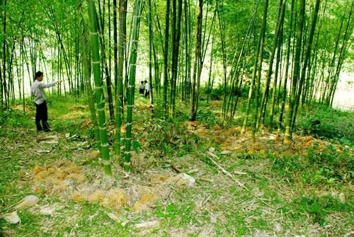 Thực trạng và giải pháp cho cây luồng tại huyện Quan Hóa