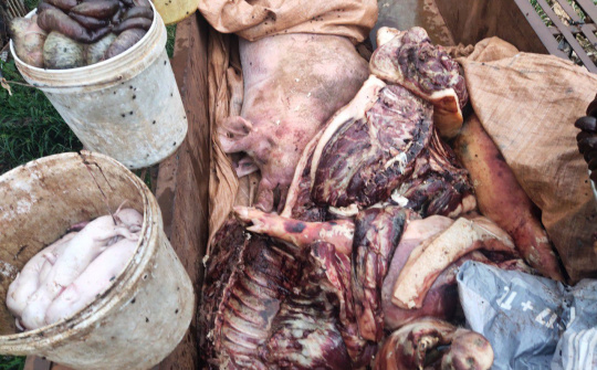 Đắk Nông: Lợi dụng dịch bệnh hai cơ sở giết mổ tuồn Heo bệch ra thị trường