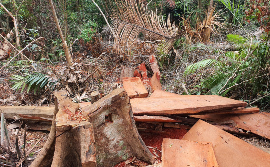 Đắk Lắk: Thâm nhập "Đại công trường" gỗ lậu của lâm tặc trên rừng M’Drắk