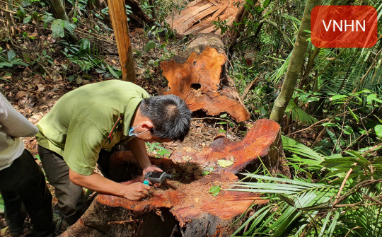 Đắk Lắk: Cơ quan chức năng vào cuộc sau khi báo chí phản ánh vụ phá rừng, trái phép tại huyện M’Drắk