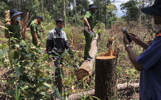 Đắk Nông: Triệt phá nhóm đối tượng chặt phá rừng với phương thức, thủ đoạn tinh vi