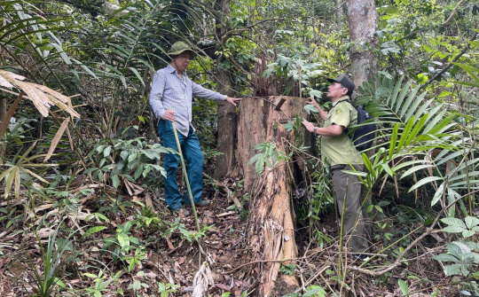 M'Drắk - Đắk Lắk: Cương quyết xử lý, ngăn chặn tình trạng khai thác gỗ trái phép