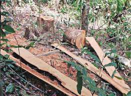 Lâm Đồng: Quyết liệt trong giải quyết các điểm nóng phá rừng