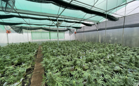 Đắk Lắk: Bắt giữ đối tượng trồng cây cần sa quy mô lớn