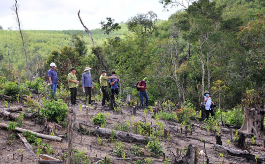 Phú Yên: Chủ tịch tỉnh chỉ đạo rà soát, kiểm tra lại tất cả các vụ việc liên quan đến phá rừng