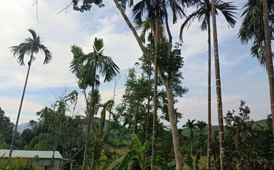 Xét nghiệm toàn dân, Buôn Ma Thuột (Đắk Lắk) phát hiện 11 F0 không triệu chứng trong cộng đồng