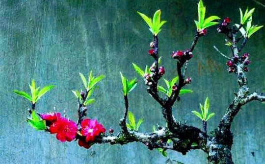 Mang thông điệp của Mùa Xuân VIỆT NAM HỘI NHẬP