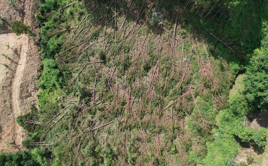 Lâm Hà (Lâm Đồng): Khẩn trương truy tìm thủ phạm cưa hạ hàng trăm cây thông lâu năm