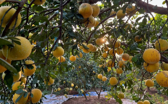 Nỗi lo "bưởi tặc" ngày cận tết